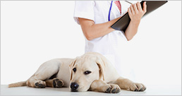 distributor zdravotnických přístrojů pro veterinární lékařství